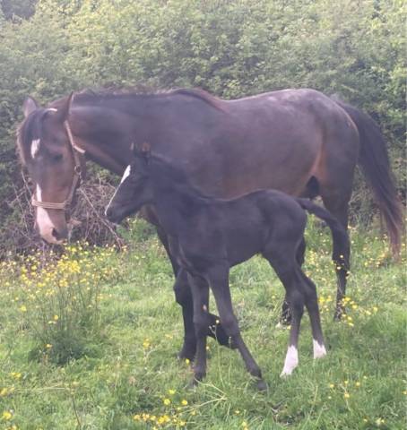 Fattrice Trottatore Francese In vendita 2012 Baio scuro ,  Repeat Love