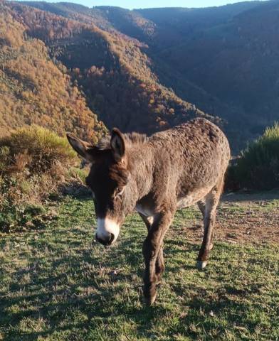 Asno Altre Razze di Asini In vendita 2021 Baio