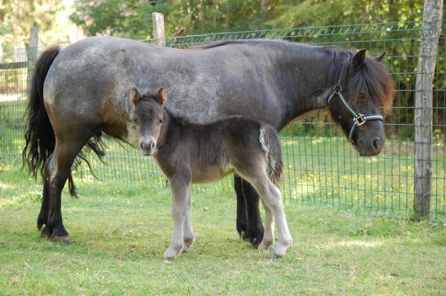 Cavalla Shetland In vendita 2011 Nero ,  PYROLA V STAL ZULICHUM