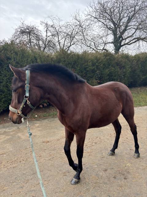 Cavalla PRE Andaluso In vendita 2023 Baio ,  SAMARITANO VIII