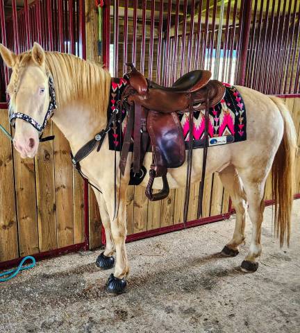 Sella western Continental Outdoor 16.5" - 2020