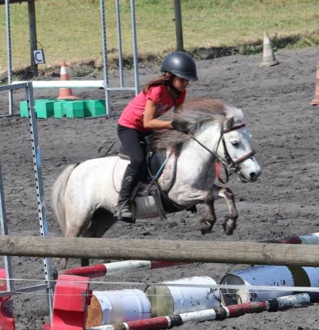 Cavalla Origine non conosciuta  In vendita 2012 Grigio
