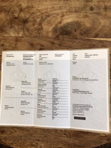 Cavalla Frisone In vendita 2014 Nero