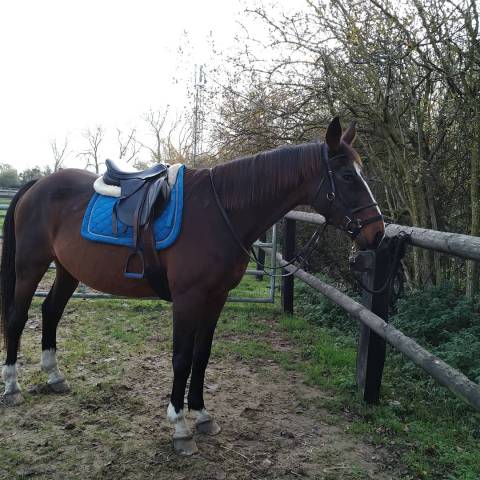 Sella mista KENT & MASTERS  17" - 2020