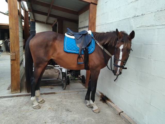 Sella mista KENT & MASTERS  17" - 2020