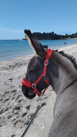 Asno Altre Razze di Asini In vendita 2012 Grigio