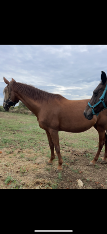 Cavalla Sella Francese In vendita 2010 Sauro