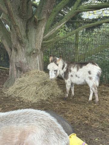 Asno Miniature In vendita 2025 Pezzato