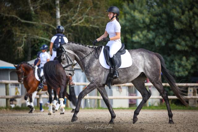 Sella da dressage Antar&egrave;s  17" - 2022