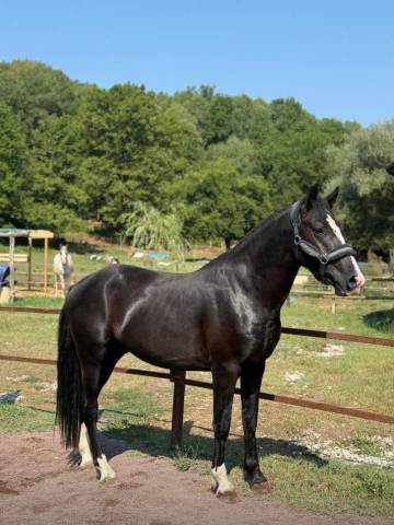 Bellissimo Pony 