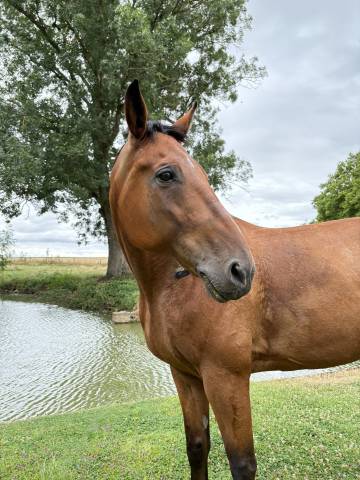 Castrone Trottatore Francese In vendita 2015 Sauro