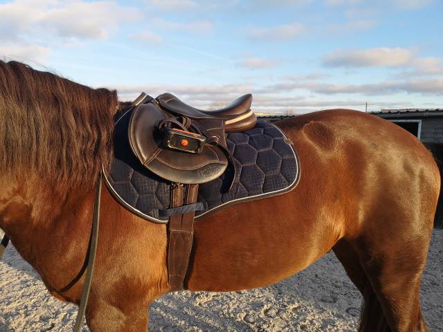 Sella da salto ostacoli Ikonic Jumping light 16.5" - 2023