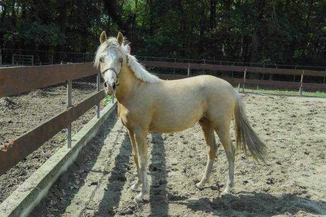 2 years old Palomino stallion NRPS medium size D-pony