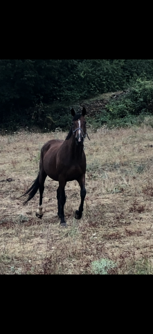 Cavalla Sella Francese In vendita 2005 Baio ,  LE TOT DE SEMILLY