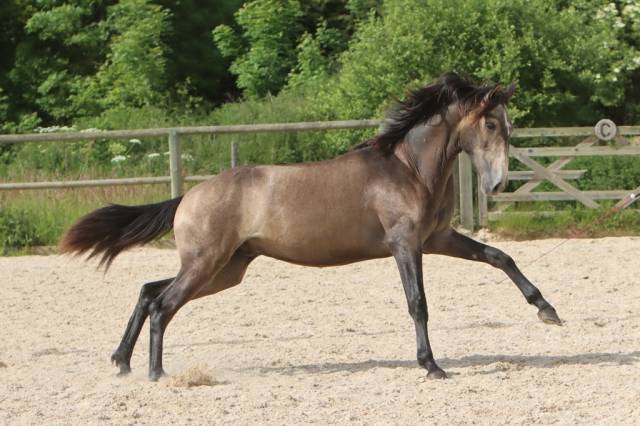 Intero Lusitano In vendita 2023 Grigio ,  MAGISTRAL DE LA COMBE