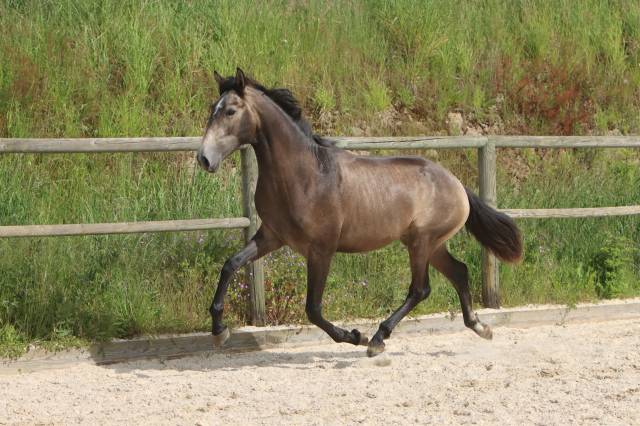 Intero Lusitano In vendita 2023 Grigio ,  MAGISTRAL DE LA COMBE