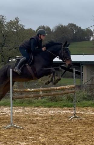 Cavalla Sella Francese In vendita 2017 Nero ,  JOHNNY BOY II