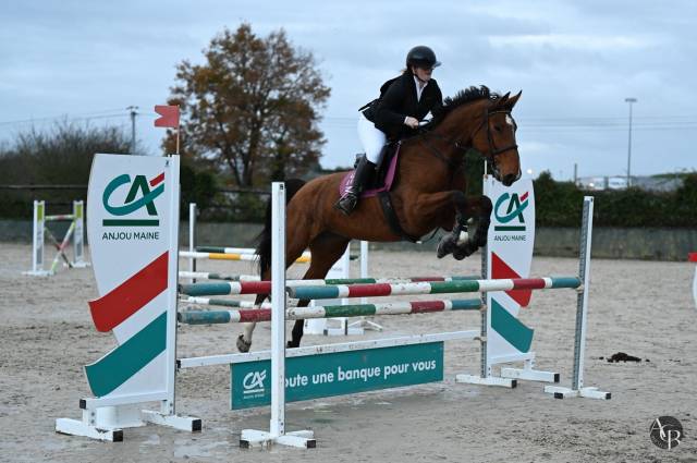 Cavalla Sella Francese Noleggio 2015 Baio