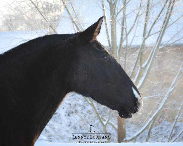 Cavalla Lusitano In vendita 2017 Nero
