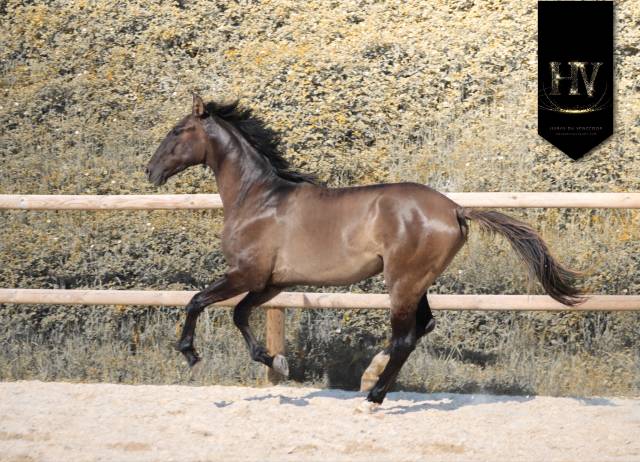 Intero KWPN Cavallo da Sport Neerlandese In vendita 2024 Grullo ,  i don malagueno