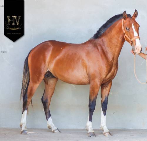 Puledro Lusitano In vendita 2024 Baio ,  Ouro JLC