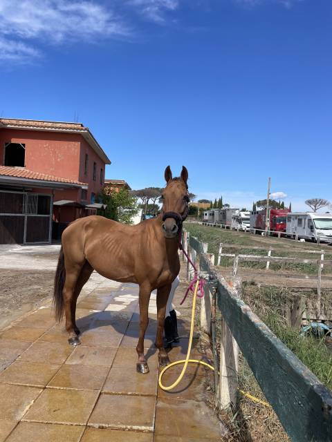 Vendesi Cavalla da salto del 2012 Italiana 