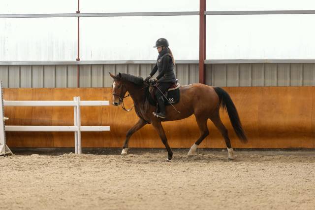 Cavalla Sella Francese In vendita 2022 Baio