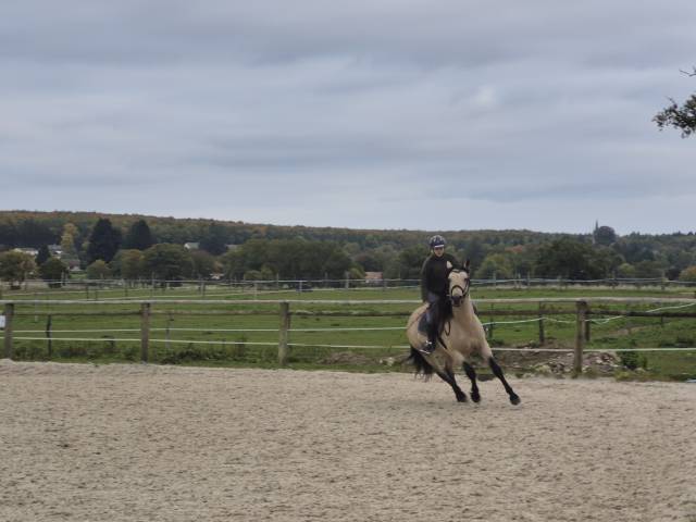 Castrone Connemara In vendita 2021 Isabella