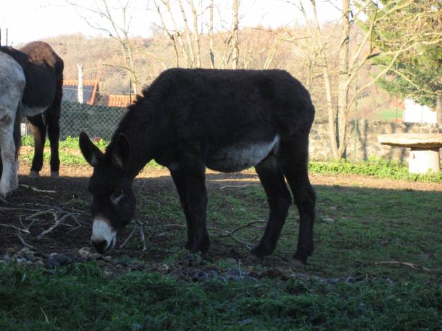 Asno Pyr&eacute;n&eacute;es In vendita 2018 Nero