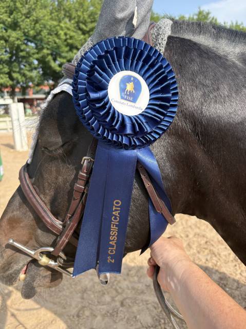 Vendesi pony stallone 