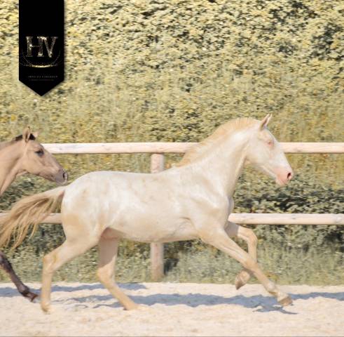 Puledro Lusitano In vendita 2025 Crema ,  Ouro JCL