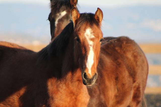 Castrone PRE Andaluso In vendita 2025 Baio