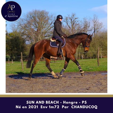 Castrone Purosangue In vendita 2021 Baio