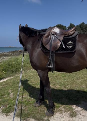 Sella da salto ostacoli Stubben  17.5" - 2022