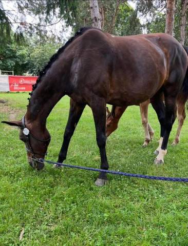 Cavalla Sella Francese In vendita 2007 Baio scuro