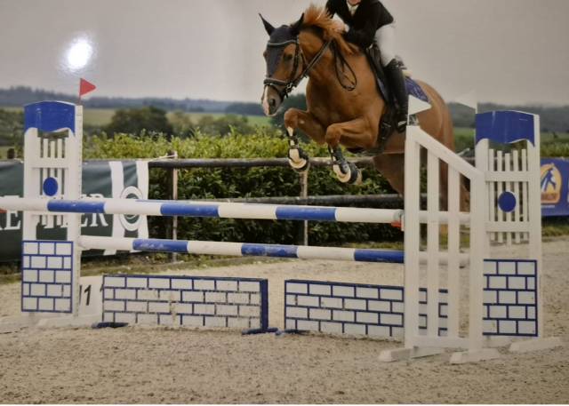 Cavalla sBs Cavallo da Sport Belgio In vendita 2017 Sauro