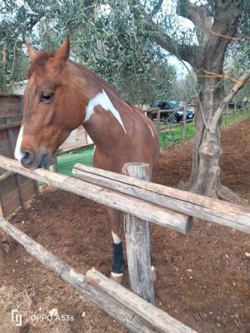 Vendo splendido American Paint horse Castrone