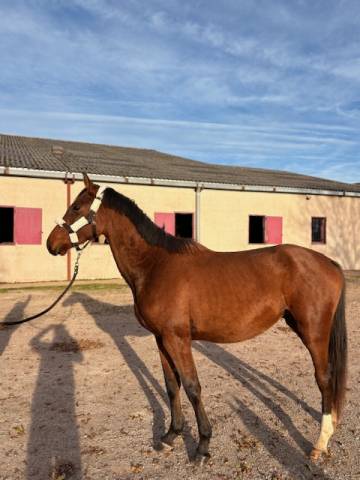 Intero Sella Francese In vendita 2023 Baio ,  CANTURO