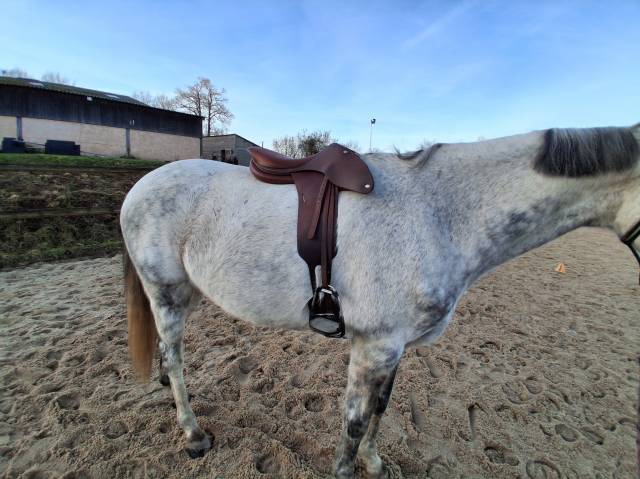 Sella da salto ostacoli Butet  17.5" - 2023