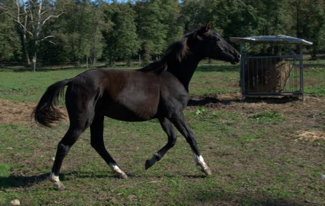 Puledro MASAF del 2024