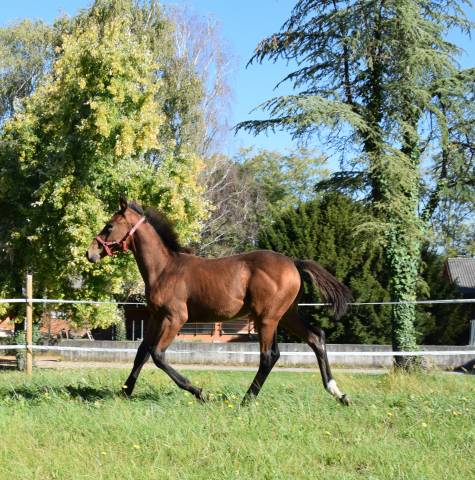 Puledro MASAF del 2025