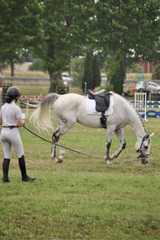 Sella da dressage Wintec  17" - 2010