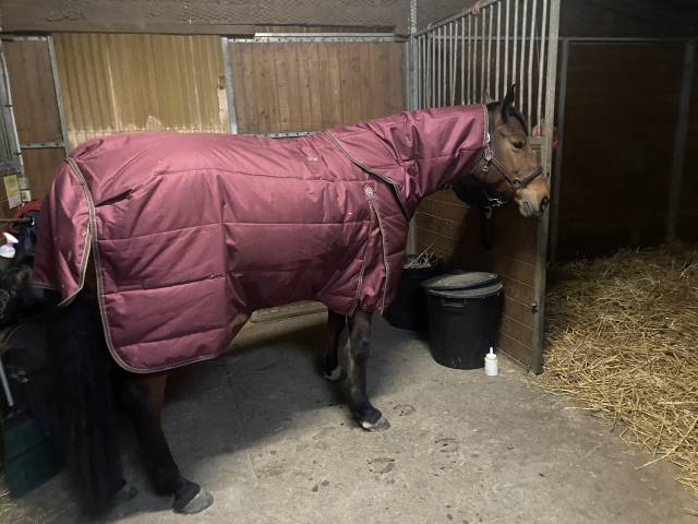  Premier Equine Nuovo