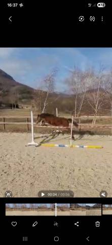 Pony da salto