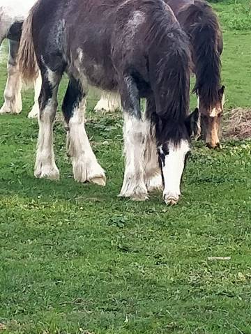 Puledra Gypsy Cob In vendita 2025 Sabino
