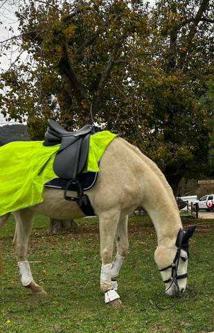 Sella da dressage Passier  17.5" - 2000