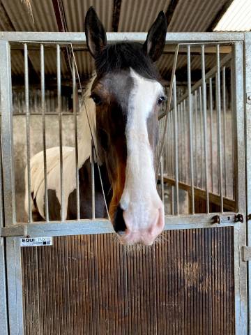 Cavallo 6 anni irlandese