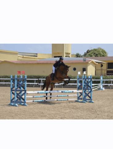 Castrone Sella Francese In vendita 2016 Baio ,  DIAMANT DE SEMILLY SFA