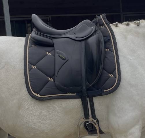 Sella da dressage Amerigo Pasubio pinerolo 17" - 2021