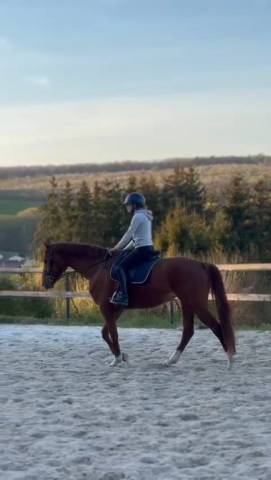 Cavalla Oldenburger In vendita 2020 Sauro ,  Furst jazz